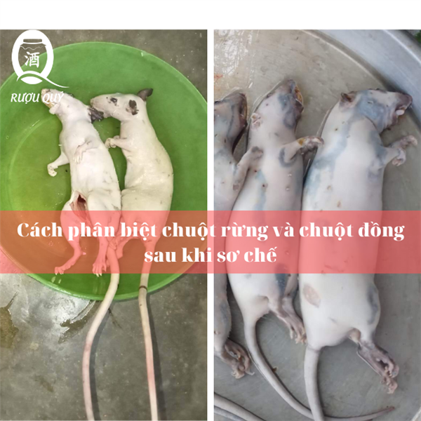 PHÂN BIỆT CHUỘT RỪNG VÀ CHUỘT ĐỒNG SAU SƠ CHẾ