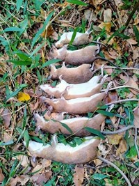 CHUỘT RỪNG Ở RƯỢU QUÝ CÓ PHẢI HÀNG CHUẨN KHÔNG?