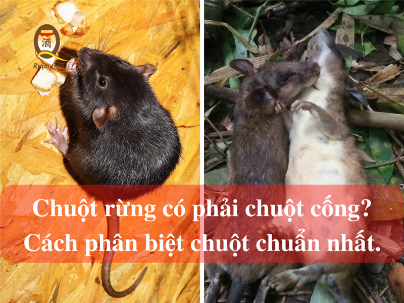 Chuột rừng có phải chuột cống hay không? Các đặc điểm để phân biệt chúng