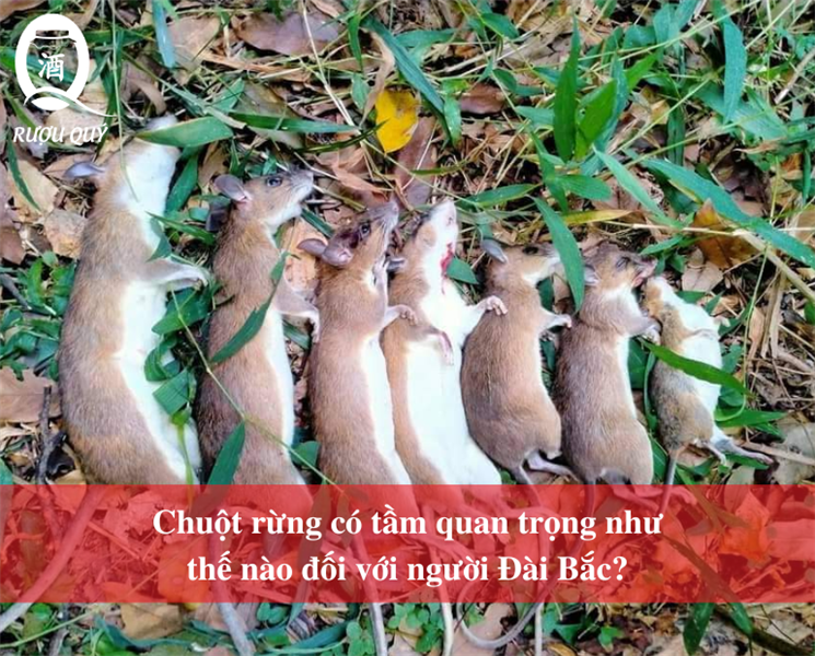 Chuột rừng có tầm quan trọng như thế nào đối với người Đài Bắc?