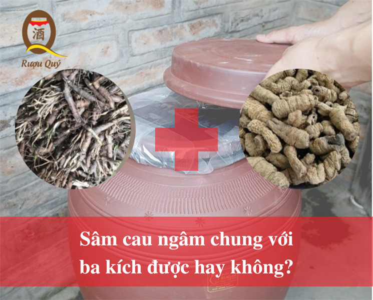 SÂM CAU NGÂM CHUNG VỚI BA KÍCH ĐƯỢC KHÔNG ?