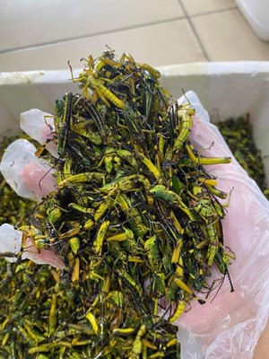 Châu chấu đã sơ chế 