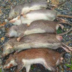 Chuột rừng đã sơ chế 